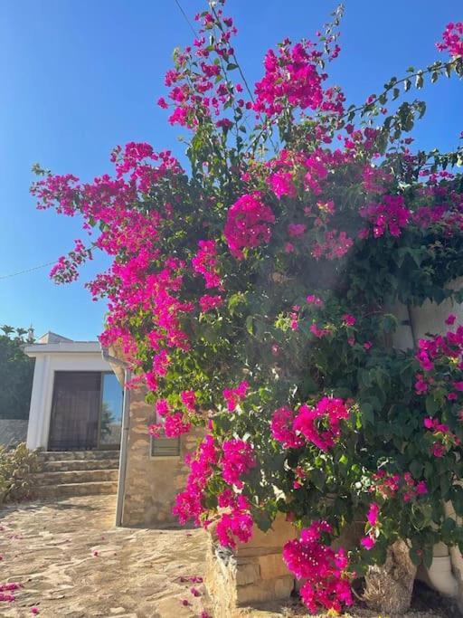 Rustico Appartment 'Olta' In Finca, See-And Garden Side Teulada Exterior photo